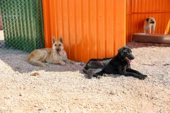 BÜYÜKŞEHİRDEN CAN DOSTLAR İÇİN ANLAMLI ÇAĞRI