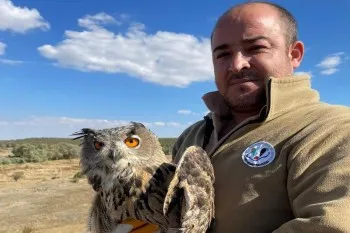 Yaralı Puhu Kuşu Tedavi Edilerek Doğaya Salındı