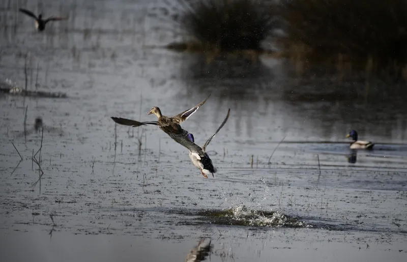 Kızılırmak Deltası Kuş Cenneti