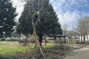 PAŞAKENT MAHALLESİNDE BUDAMA ÇALIŞMASI GERÇEKLEŞTİRİLDİ
