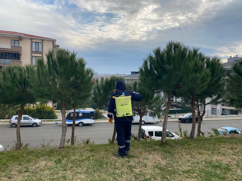 Süleymanpaşa Belediyesinden Çam Kese Böceği ile Etkin Mücadele