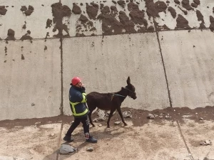 Sulama kanalına düşen eşek kurtarıldı