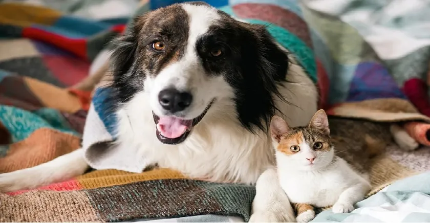 Kedi ve Köpeklerin’de bizim kadar yaşam Hakkı var
