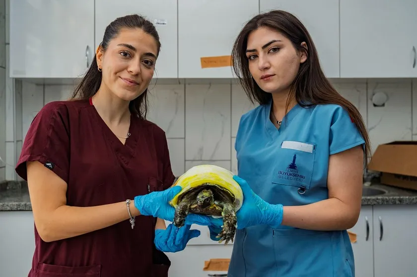İzmir’de yangından kurtarılan kaplumbağanın tedavisi sürüyor