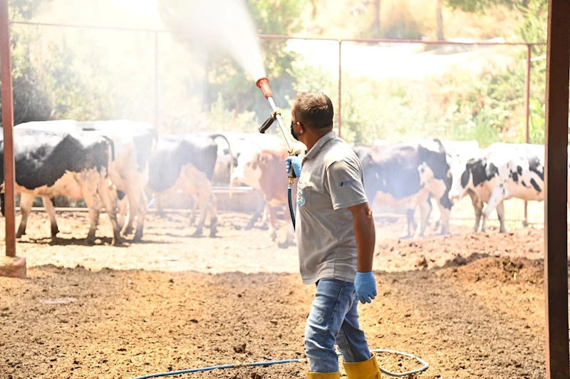 Büyükşehir’den Sarıgöl’de Akabane Hastalığına Karşı İlaçlama