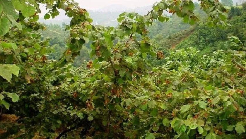 Fındık Üreticisi İsyanda: “Bu Fiyatlarla Ayakta Kalmak İmkânsız