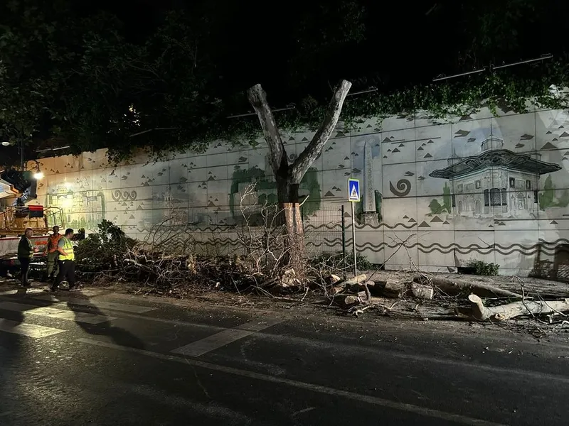 KANSERLİ AĞAÇLARIN KURU DALLARI BUDANDI