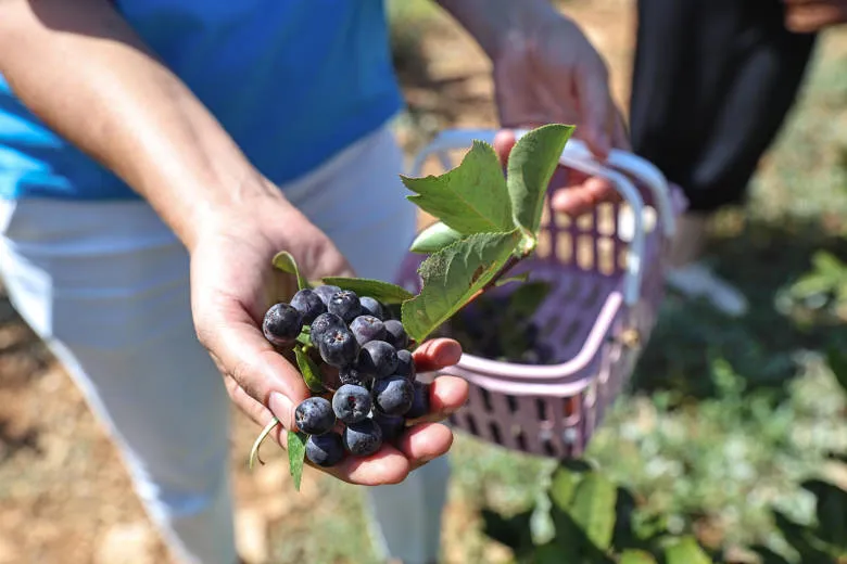 Büyükşehir’in hibeleri üreticinin yüzünü güldürdü