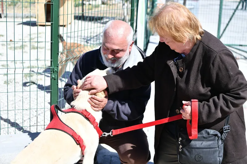 Mamak Belediyesi’nden Hayvan Dostu Düzenleme