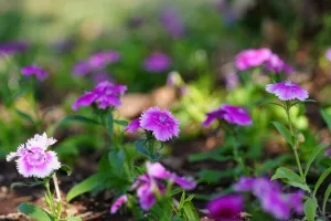 Çin karanfili refüj ve kavşakları süslemeye başladı