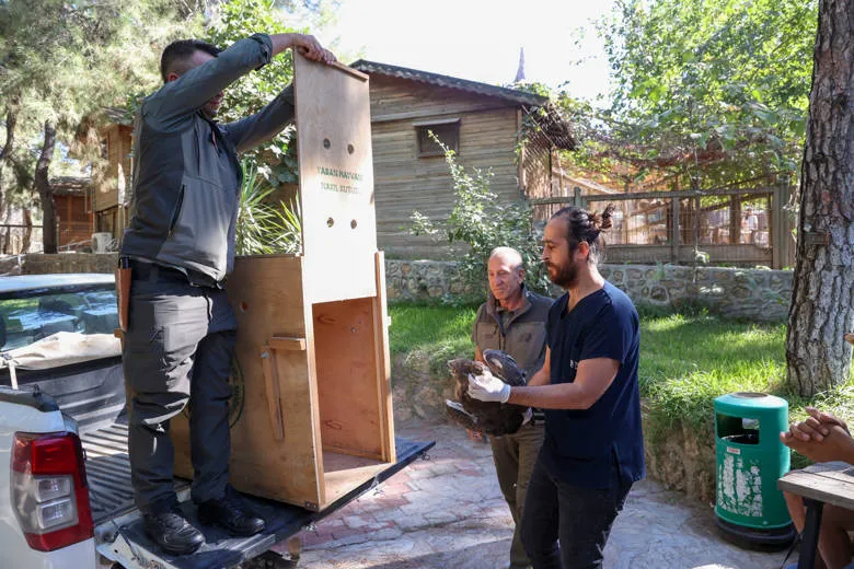 Büyükşehir Doğal Yaşam Parkı’nın tedavi edilen Yılan Kartalı doğaya geri döndü