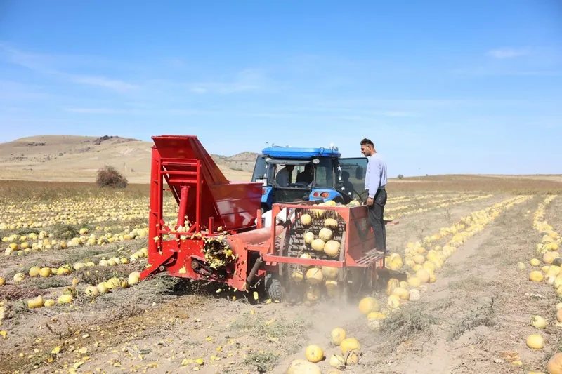 Belediye Başkanı Arı, Kabak Çekirdeği Hasadı Yaptı